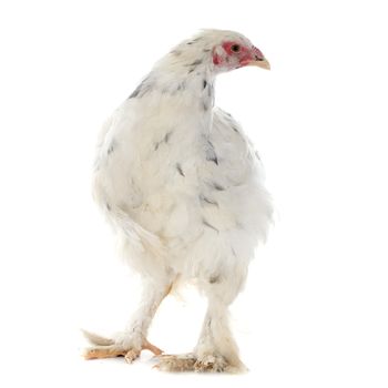 brahma chicken in front of white background