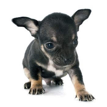 puppies chihuahua in front of white background