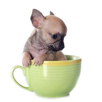 puppy chihuahua in cup in front of white background