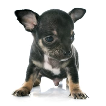 puppy chihuahua in front of white background