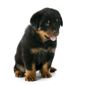 puppy rottweiler in front of white background