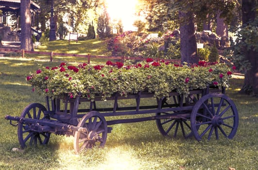 old wheel cart with flowers in the park