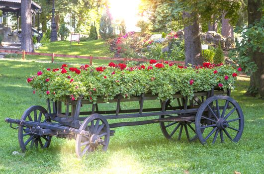 old wheel cart with flowers in the park