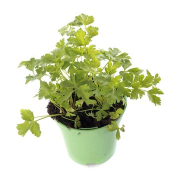 parsley in pot in front of white background