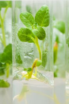 macroshot plant of potato in lab tube with nutrient medium