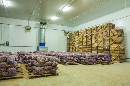 potato in storage house