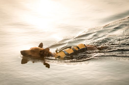 small dog wearing a flotation jacket swimming at sunset