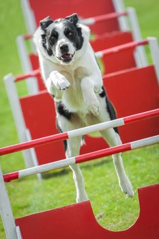 large dog on an agility jumping course