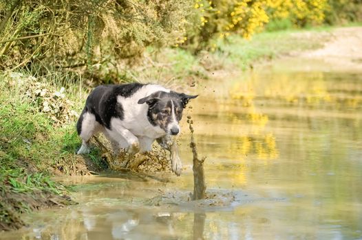 collie dog chasing his ball into a muddy pool of water