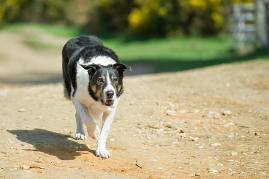 adult collie dog walking down a sand lane