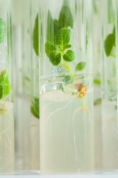 Macroshot  small plant of potato in laboratory tube