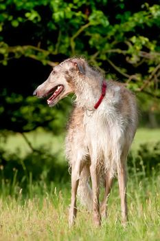 water soaked russian borzoi wolfhound in a grassy meadow