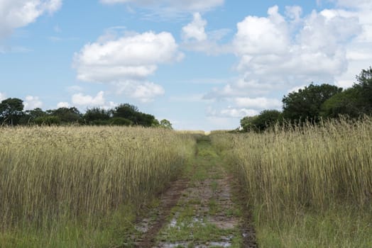 bleu sky and white clouds with walking path in african lodge