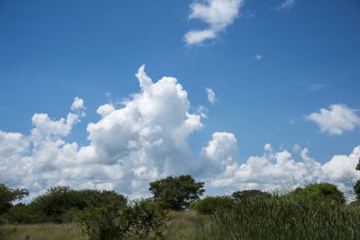 blue sky and clouds on african nature reserve