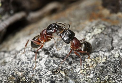 Ants communicating through chemical means.