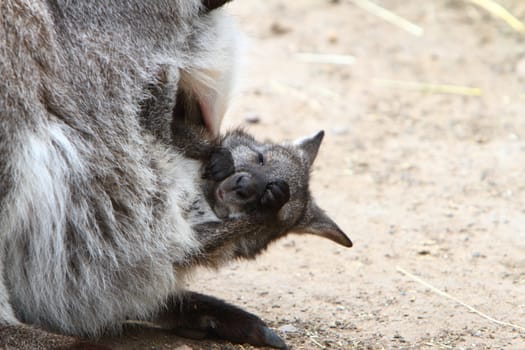 Wallaby joey