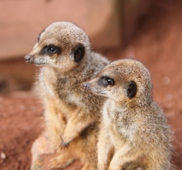 Meerkat (suricata suricata)