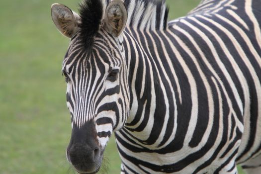 Chapman's Zebra (Equus quagga chapmani)