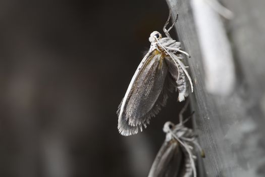 The Bird-cherry Ermine (Yponomeuta evonymella) is a day active lepidoptera from the family Yponomeutidae, the Ermine moths.