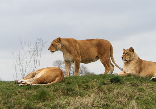 Lioness (Panthera Leo)