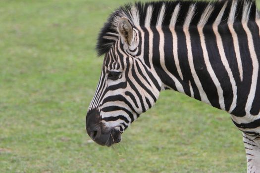 Chapman's Zebra (Equus quagga chapmani)