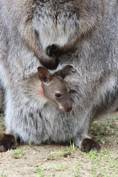 Wallaby joey