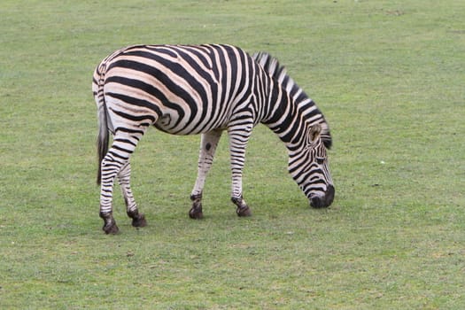 Chapman's Zebra (Equus quagga chapmani)