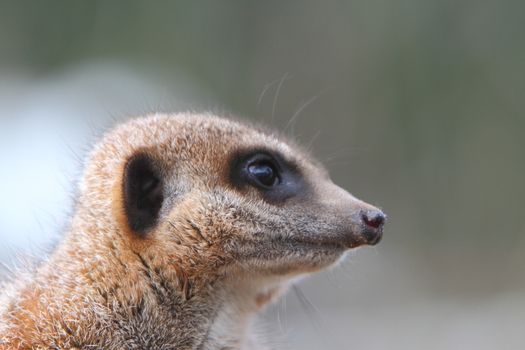 Meerkat Sentry (Suricata suricata)