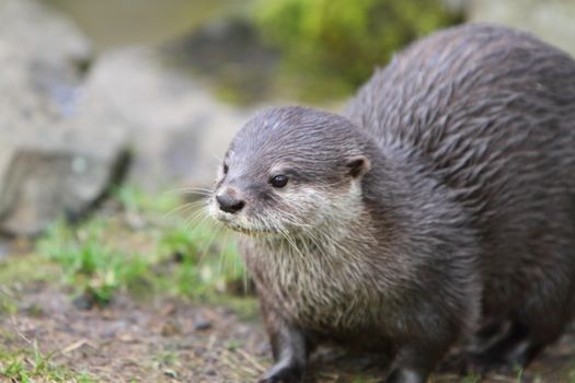 Short clawed otter (Aonyx cinerea)