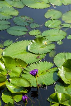 Lotus and lotus ponds. The lotus pond. There are a lot of lotus leaves. In the park.