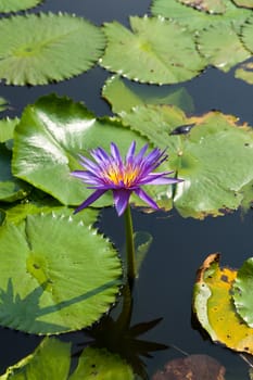 Lotus and lotus ponds. The lotus pond. There are a lot of lotus leaves. In the park.