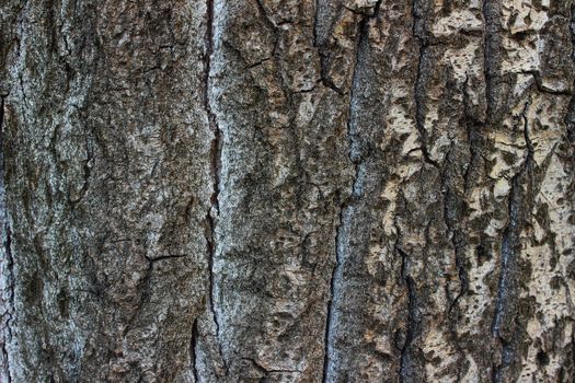 poplar bark with streaks and cracks from time to time