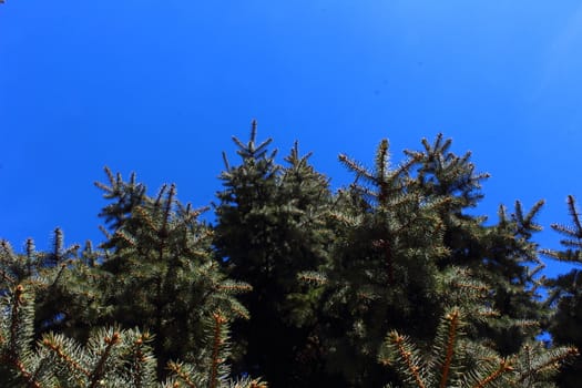 On a blue sky background green fir branches