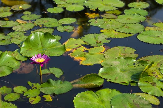 Lotus and lotus ponds. The lotus pond. There are a lot of lotus leaves. In the park.