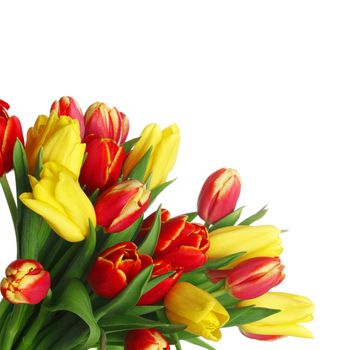 Bouquet of tulips isolated on white background