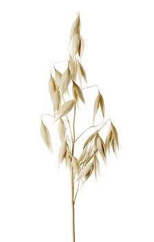 The common oat (Avena sativa) is a species of cereal grain grown for its seed.