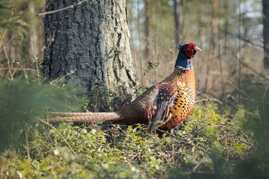 Common pheasant (Phasianus colchicus) photographed in Finland