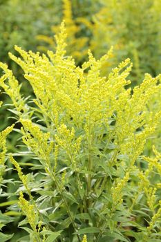 Canada goldenrod (Solidago canadensis) plant outdoors.