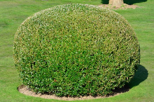 Spherical topiary