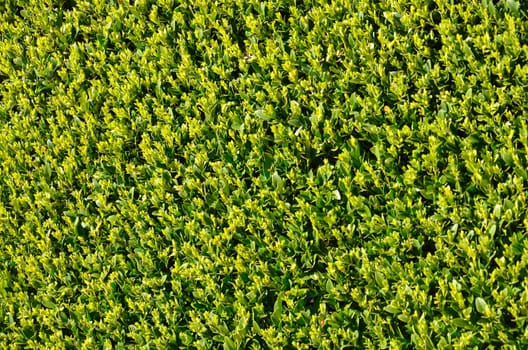 Close up of trimmed hedge