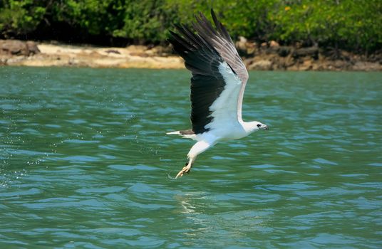 White-bellied Sea Eagle hunting, Langkawi island, Malaysia