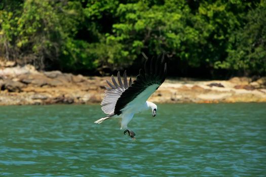 White-bellied Sea Eagle hunting, Langkawi island, Malaysia