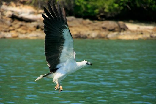 White-bellied Sea Eagle hunting, Langkawi island, Malaysia