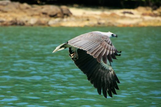 White-bellied Sea Eagle hunting, Langkawi island, Malaysia