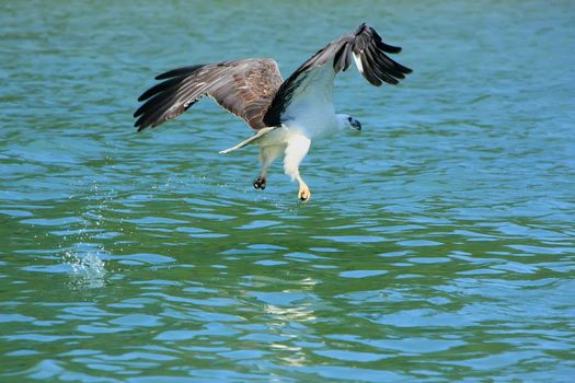 White-bellied Sea Eagle hunting, Langkawi island, Malaysia