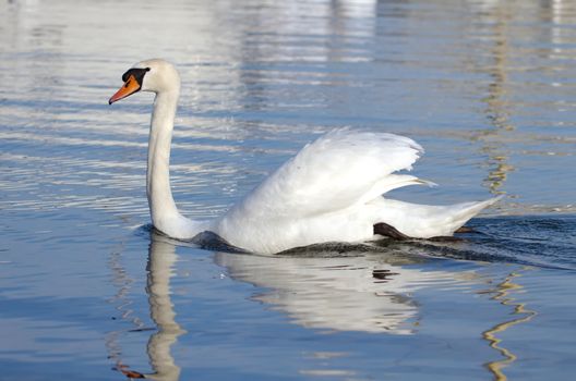 One mute swan with open wings floating quietly on blue water