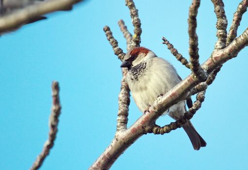 Single breeding male sparrow on a branch by beautiful day
