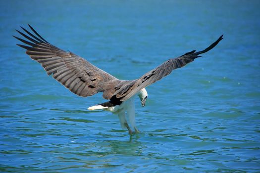 White-bellied Sea Eagle hunting, Langkawi island, Malaysia