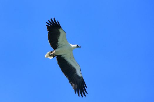 White-bellied Sea Eagle hunting, Langkawi island, Malaysia