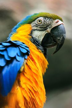 Portrait of Blue-and-yellow Macaw